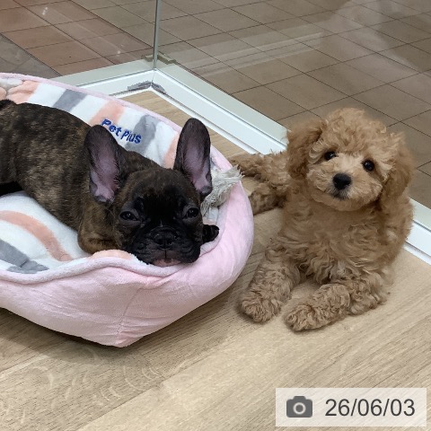 大阪府のトイプードル(トイ) (ペットプラス 堺北花田店/2026年3月25日生まれ/男の子/オレンジフォーン)の子犬の4枚目の画像
