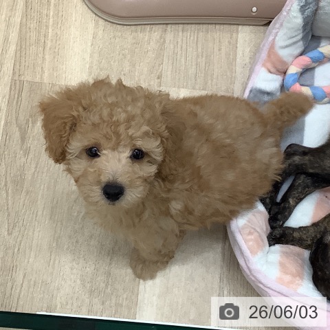 大阪府のトイプードル(トイ) (ペットプラス 堺北花田店/2026年3月25日生まれ/男の子/オレンジフォーン)の子犬の3枚目の画像