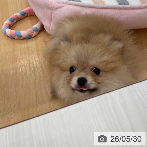 ポメラニアンの写真
