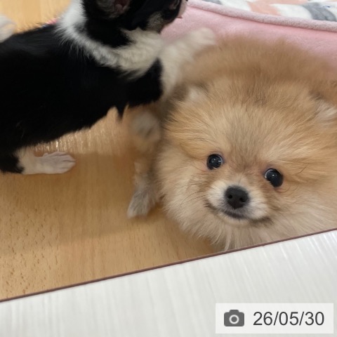 ポメラニアンの写真