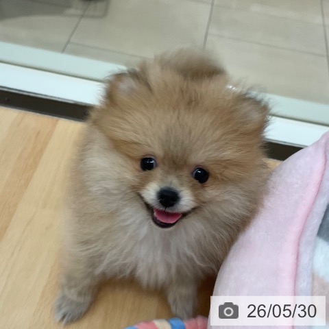 ポメラニアンの写真