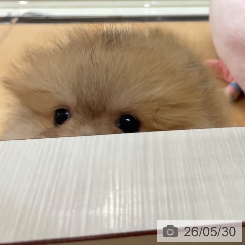 ポメラニアンの写真