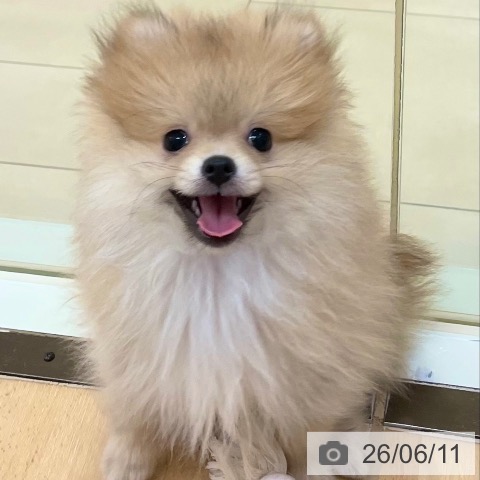 新潟県のポメラニアン (ペットプラス 新潟青山店/2026年3月16日生まれ/男の子/オレンジ)の子犬の4枚目の画像