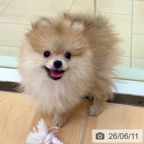 新潟県のポメラニアン (ペットプラス 新潟青山店/2026年3月16日生まれ/男の子/オレンジ)の子犬の3枚目の画像