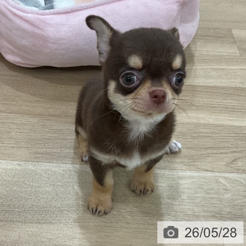 チワワの写真