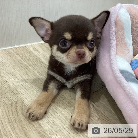 チワワの写真