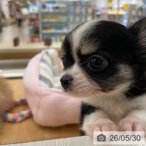 チワワの写真