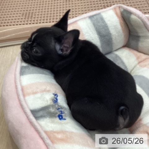 フレンチ・ブルドッグの写真