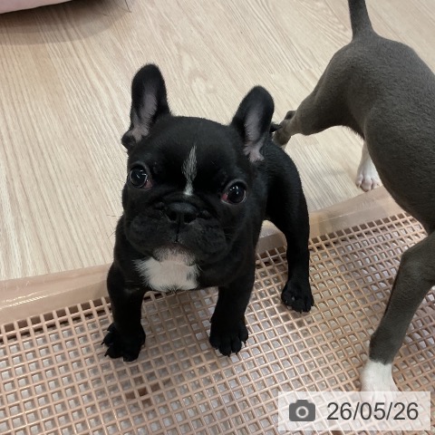 フレンチ・ブルドッグの写真