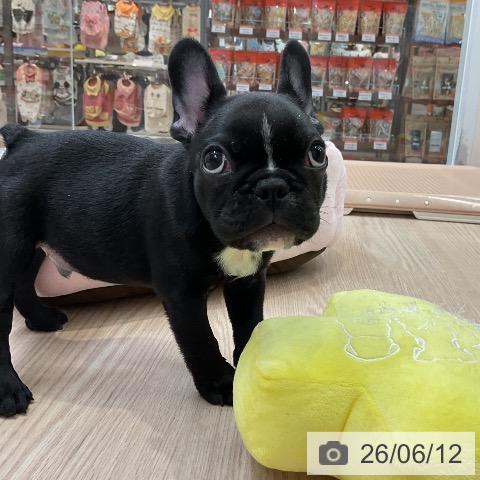 大阪府のフレンチブルドッグ (ペットプラス ららぽーと和泉店/2026年3月22日生まれ/男の子/ブリンドル)の子犬の4枚目の画像