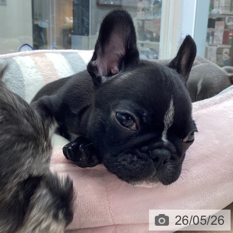 フレンチ・ブルドッグの写真