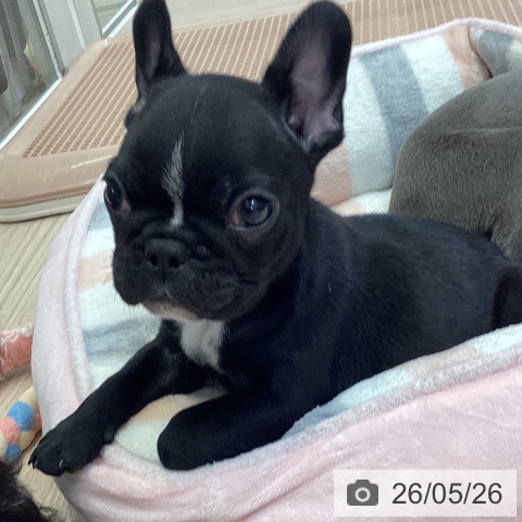 フレンチ・ブルドッグの写真