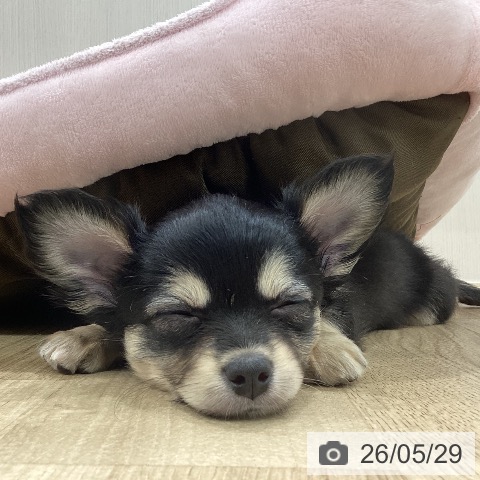 チワワの写真