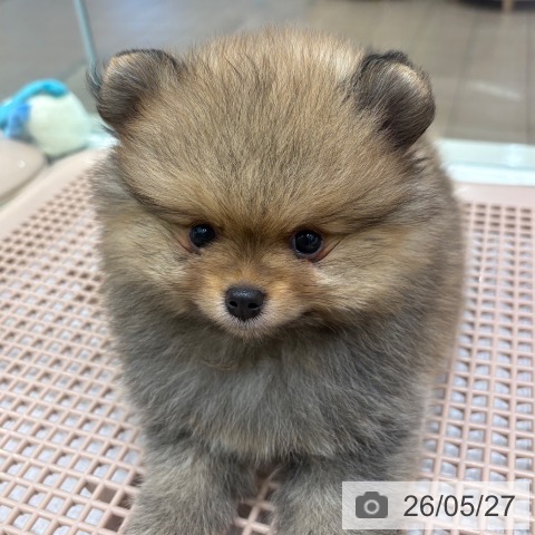 大阪府のポメラニアン (ペットプラス 鶴見店/2026年3月25日生まれ/男の子/オレンジセーブル)の子犬の4枚目の画像