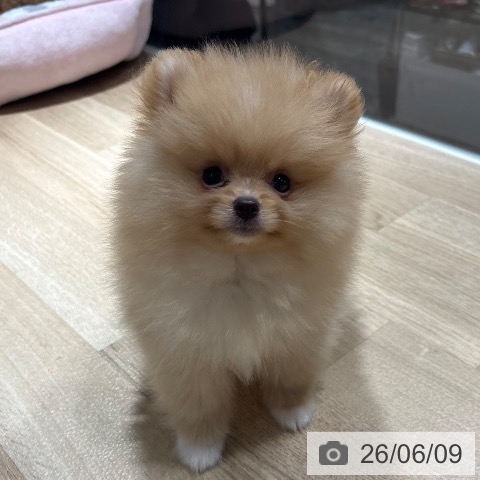 ポメラニアンの写真