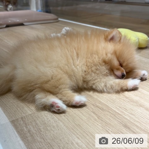 ポメラニアンの写真