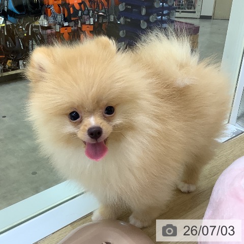 ポメラニアンの写真