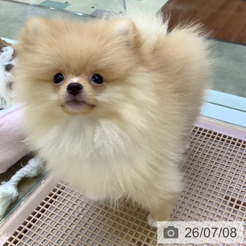 ポメラニアンの写真