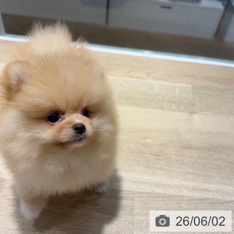 ポメラニアンの写真