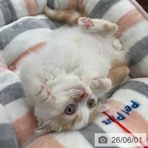 スコティッシュフォールドの写真