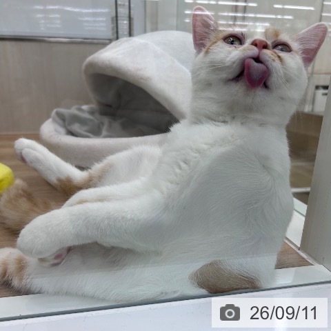 スコティッシュフォールドの写真