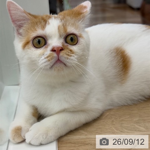 スコティッシュフォールドの写真
