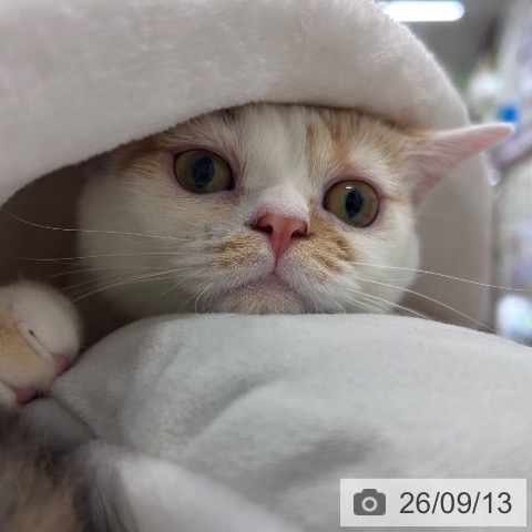 スコティッシュフォールドの写真