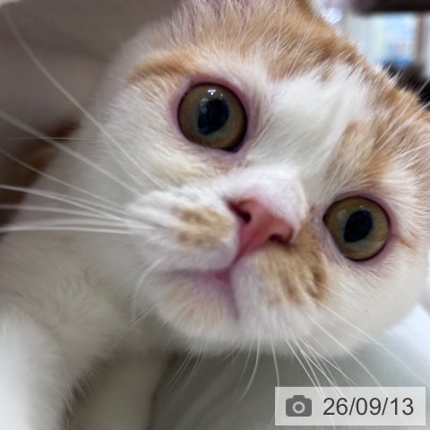 スコティッシュフォールドの写真