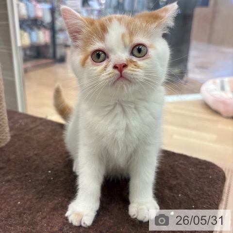 大阪府のスコティッシュフォールド (ペットプラス 大阪ドームシティ店/2026年3月26日生まれ/男の子/レッドタビーホワイト)の子猫の3枚目の画像