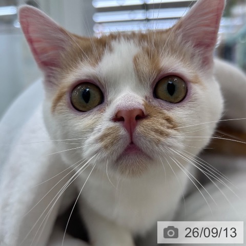 スコティッシュフォールドの写真