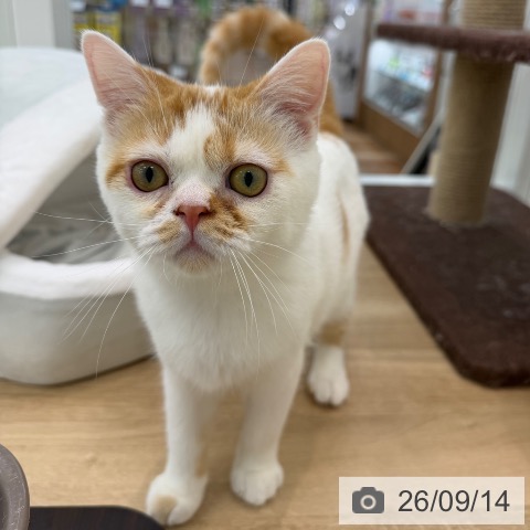スコティッシュフォールドの写真