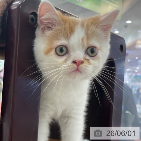大阪府のスコティッシュフォールド (ペットプラス 大阪ドームシティ店/2026年3月26日生まれ/男の子/レッドタビーホワイト)の子猫の3枚目の画像