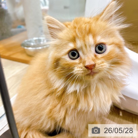 ラガマフィンの写真