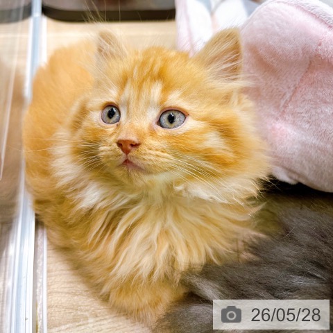 京都府のラガマフィン (ペットプラス 久御山店/2026年3月26日生まれ/男の子/レッドタビー)の子猫の4枚目の画像