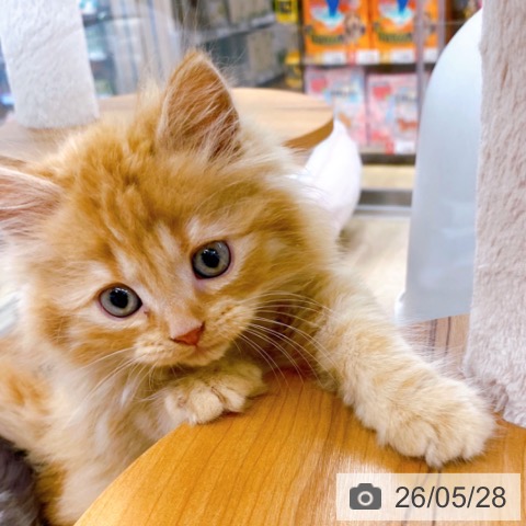京都府のラガマフィン (ペットプラス 久御山店/2026年3月26日生まれ/男の子/レッドタビー)の子猫の3枚目の画像