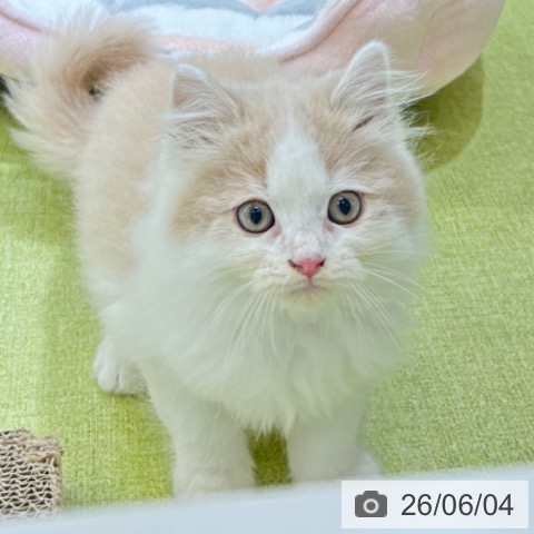 大阪府のラガマフィン (ペットプラス 堺鉄砲町店/2026年3月26日生まれ/男の子/クリームタビーホワイト)の子猫の4枚目の画像