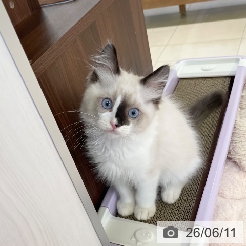 ラグドールの写真