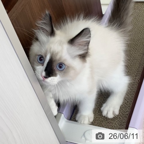 ラグドールの写真