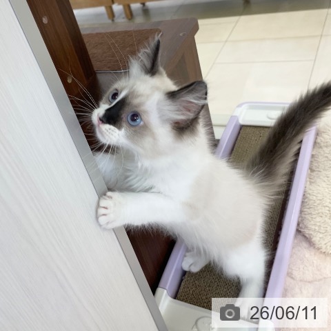 ラグドールの写真