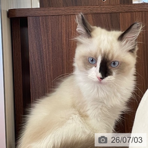 ラグドールの写真