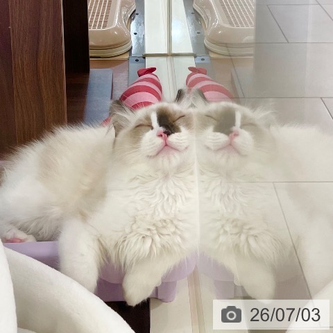 ラグドールの写真