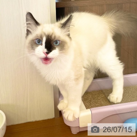 ラグドールの写真