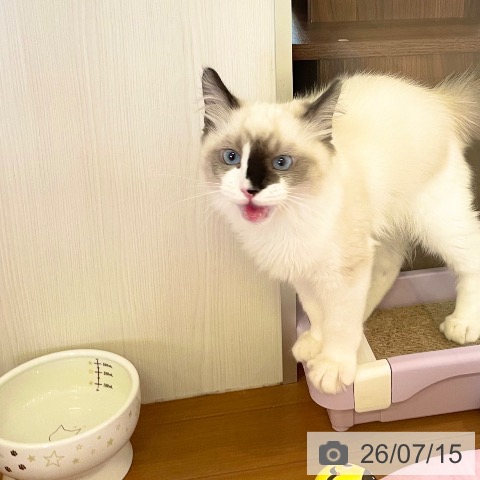 ラグドールの写真