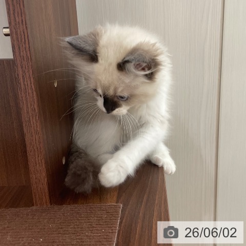 ラグドールの写真