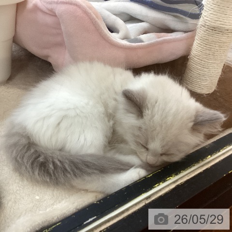 京都府のラグドール (ペットプラス 久御山店/2026年3月24日生まれ/男の子/ブルーポイントバイカラー)の子猫の4枚目の画像