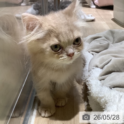 大阪府のスコティッシュフォールド (ペットプラス 鶴見店/2026年3月17日生まれ/男の子/クリームタビー)の子猫の3枚目の画像