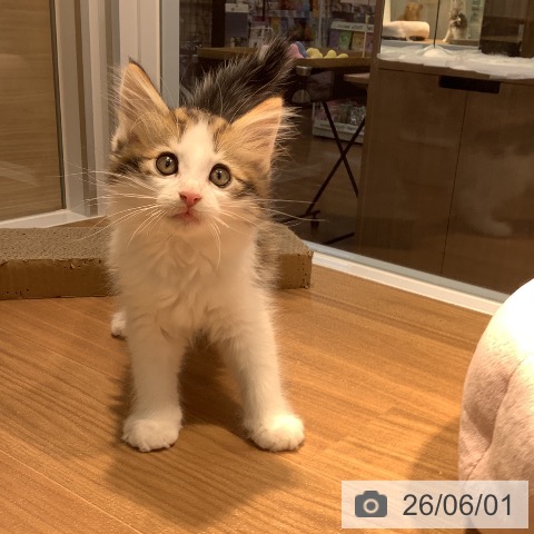 大阪府のノルウェージャンフォレストキャット (ペットプラス りんくう泉南店/2026年3月27日生まれ/男の子/ブラウンタビーホワイト)の子猫の3枚目の画像