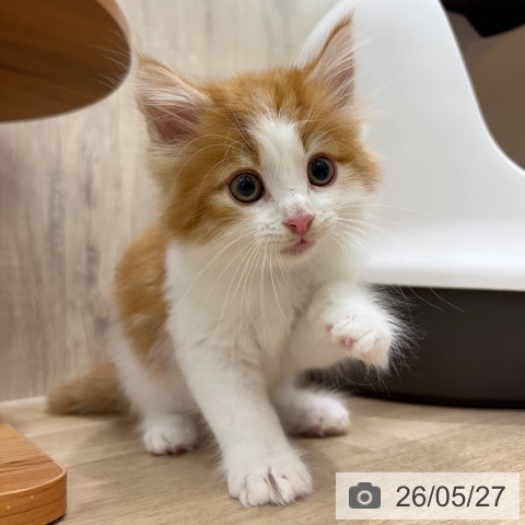 ノルウェージャンフォレストキャットの写真