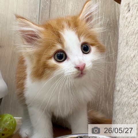 ノルウェージャンフォレストキャットの写真