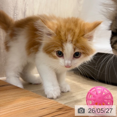 ノルウェージャンフォレストキャットの写真